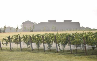 Showcase at Folino Estate, July 8!